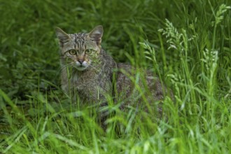 European wildcat, wild cat (Felis silvestris silvestris) hunting in meadow, grassland