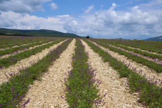 Sage field, in summer, Sault, Department Vaucluse, Provence, France, Europe
