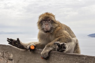 Monkey resting on a stone wall with a view of the sea and cloudy sky, Gibraltar, Barbary macaque