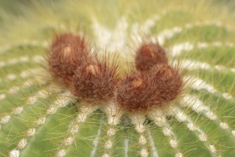 Cactus (Parodia magnifica, Notocactus magnificus), native to Brazil