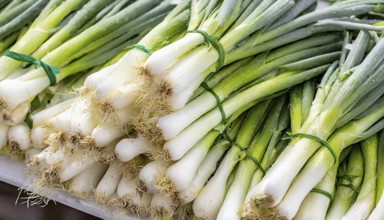 Vegetable, spring onion or spring onion, also known as winter onion, Allium fistulosum, in a bunch