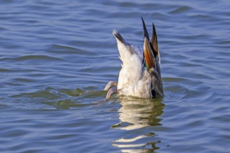 Common shelduck (Tadorna tadorna, Anas tadorna) feeding by upending upside down in water of pond in