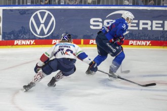 DEL, German Ice Hockey League season 2024/25, 52nd matchday: Adler Mannheim vs Eisbären