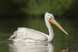 Dalmatian Pelican (Pelecanus crispus), swimming, Lake Kerkini, Central Macedonia, Greece, Europe