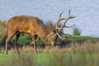 Rutting red deer (Cervus elaphus) stag spraying, scenting himself with urine which odour helps