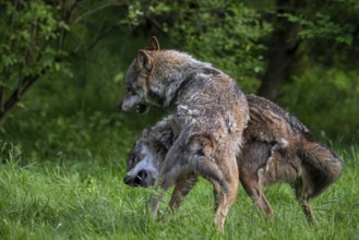 Two Eurasian wolves, grey wolves (Canis lupus lupus) play fighting in forest