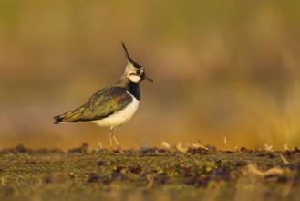 Northern Lapwing (Vanellus vanellus), North Rhine-Westphalia, Germany, Europe