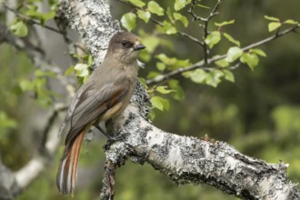 Siberian Jay (Perisoreus infaustus), Dalarna, Sweden, Europe