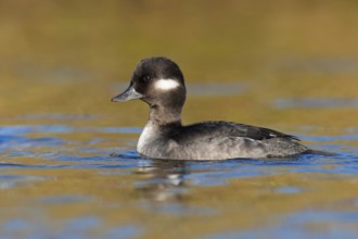 Bufflehead (Bucephala albeola) female, British Columbia, Canada, North America
