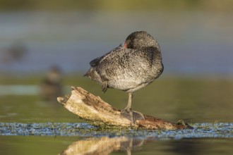 Freckled Duck (Stictonetta naevosa) male, Victoria, Australia, Oceania