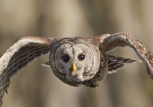 Barred Owl (Strix varia) flying, Florida, USA, North America