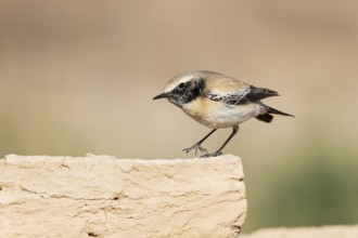 Desert Wheatear (Oenanthe deserti homochroa) male, Eilat, Israel, Asia