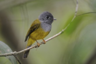 Grey-headed Canary-flycatcher (Culicicapa ceylonensis), Sri Lanka, Asia