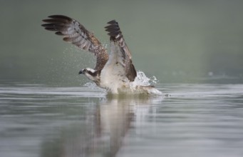 Western Osprey (Pandion haliaetus) flying, Mecklenburg-Western Pomerania, Germany, Europe