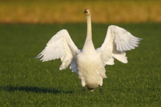 Whooper Swan (Cygnus cygnus) flapping wings, North Rhine-Westphalia, Germany, Europe