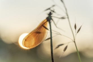 Beautiful damselflies (Calopteryx virgo) on a grass in a meadow. Bas Rhin, Alsace, France, Europe