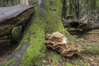 Giant spore (Meripilus giganteus) in beech forest (Fagus sylvatica), Emsland, Lower Saxony,
