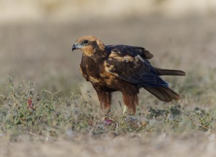 Young female marsh harrier (Circus aeruginosus) Catalonia, Spain, Europe