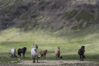 Group of Icelandic horses, Iceland, Europe