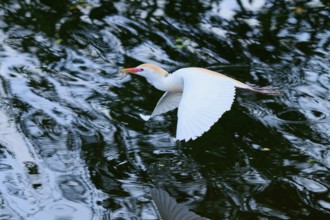 Cattle egret (Bubulcus ibis), in fly, springtime, Wakodahatchee Wetlands, Delray Beach, Florida,