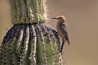 Gila woodpecker (Melanerpes uropygialis), adult, male, on saguaro cactus, foraging, Sonoran Desert,
