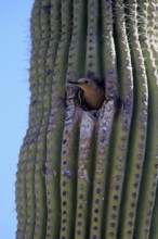 Gila woodpecker (Melanerpes uropygialis), adult, female, looking out of breeding cavity, Saguaro