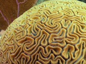 Close-up of a brain coral (Diploria labyrinthiformis) with several neon goby (Elacatinus oceanops)