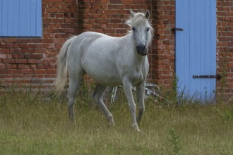 White horse on a farm, Othenstorf, Mecklenburg-Vorpommern, Germany, Europe
