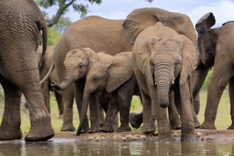 African elephant (Loxodonta africana), three young animals, at the water, drinking, group, Kruger