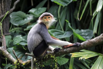 Red-legged monkey (Pygathrix nemaeus), adult, on tree