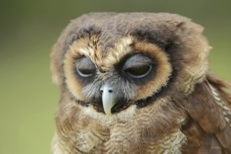 Brown wood owl (Strix leptogrammica), portrait, captive, occurrence in Asia