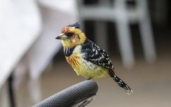 Crested Barbet (Trachyphonus vaillantii) or Black-backed Barbet, sitting on the back of a chair in