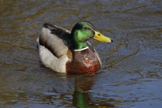 Mallard (Anas platyrhynchos), drake, male in splendour, Schleswig-Holstein, Germany, Europe