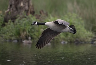 Canada goose (Branta canadensis) flying on the bank over water, Lower Rhine, North