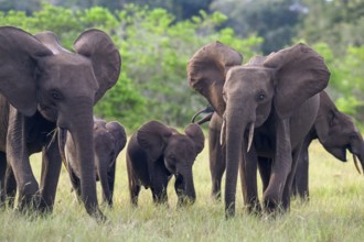 African forest elephants (Loxodonta cyclotis) in a clearing in Loango National Park, Parc National