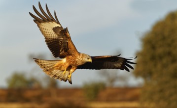 Red kite (Milvus milvus), flight, Pyrenees, Spain, Europe