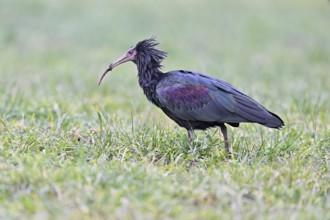 Northern bald ibis (Geronticus eremita), foraging in a meadow, Canton Zug, Switzerland, Europe