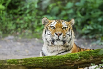 Siberian tiger (Panthera tigris altaica), lying lying behind an old wood, captive, Germany, Europe