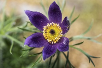 Pasque flower (Pulsatilla vulgaris), Emsland, Lower Saxony, Germany, Europe