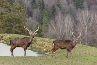 Two Japanese sika deer stags (Cervus nippon nippon) stand attentively in a meadow in hilly terrain