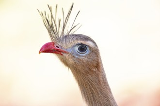 Red-footed seriema (Cariama cristata) Pantanal Brazil