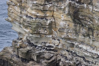 Guillemot (Uria aalge) and kittiwake (Rissa tridactyla), seabird colony in a cliff face, Thurso,