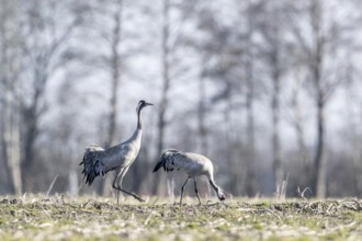 Cranes (Grus grus), Emsland, Lower Saxony, Germany, Europe