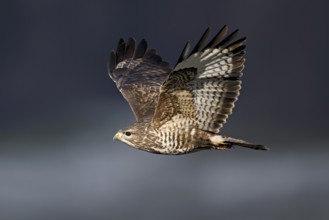 Common buzzard (Buteo buteo), in flight, Switzerland, Europe