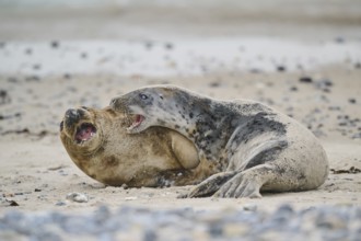 Grey seal (Halichoerus grypus) playing with each other on the beach, Düne, Helgoland,