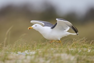 Yellow-legged gull (Larus michahellis) starts flying from the grass, Düne, Helgoland,