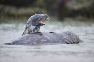Grey seal (Halichoerus grypus) playing with each other in the water, sea, Düne, Helgoland,