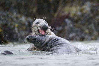 Grey seal (Halichoerus grypus) playing with each other in the water, sea, Düne, Helgoland,