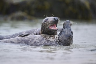 Grey seal (Halichoerus grypus) playing with each other in the water, sea, Düne, Helgoland,