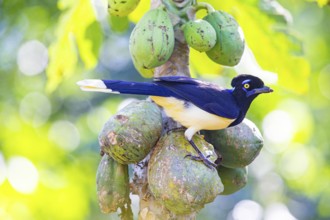 Plush-crested jay (Cyanocorax chrysops) Pantanal Brazil